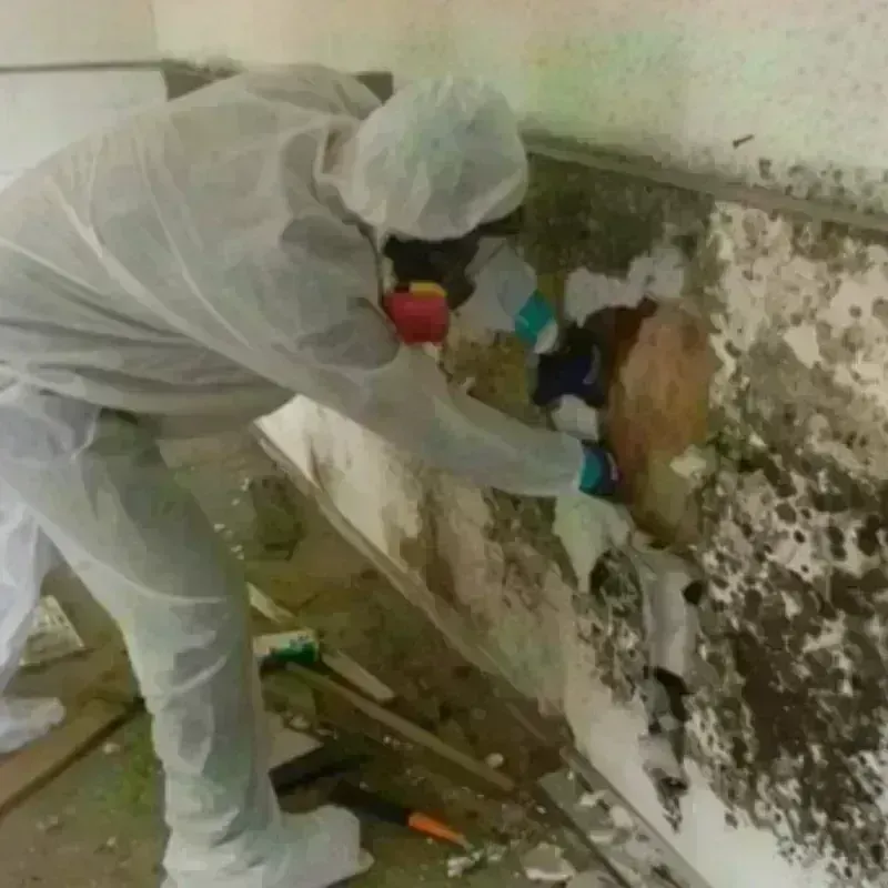 Mold Remediation and Removal in Smackover, AR